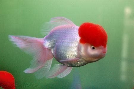 小紅魚